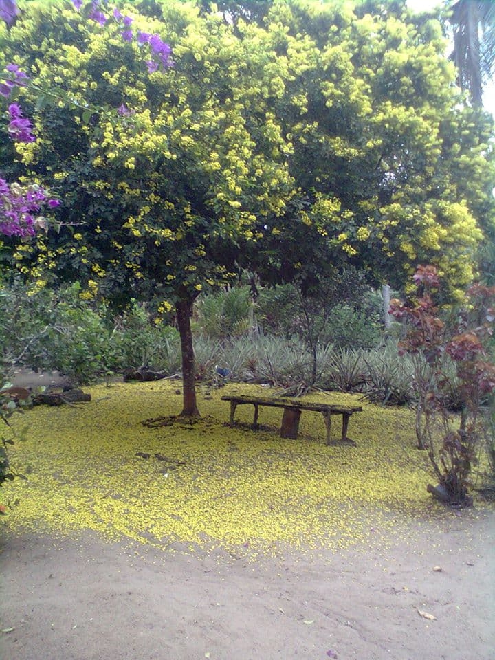 Registro de marca