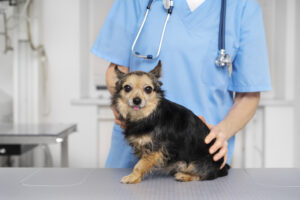 nomes para clínica veterinária